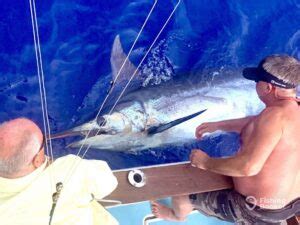 madeira blue marlin fishing|Madeira Fishing: The Complete Guide for 2024 .